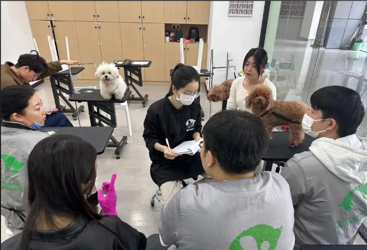 相城区宠物美容师宠物美容培训学校 - 哪里好